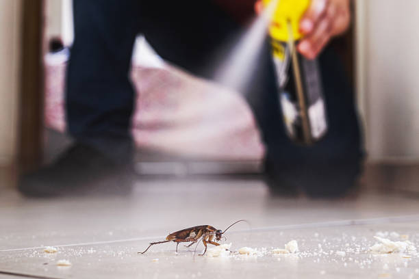 Trusted Desert View Highlands, CA Pest Control Experts