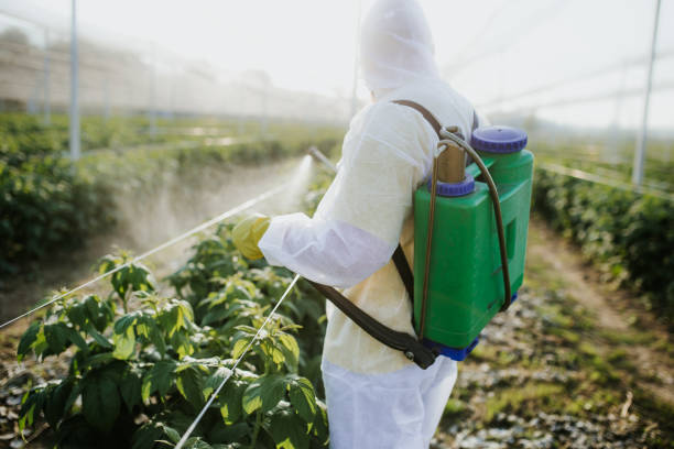 Best Local Pest Control Services  in Desert View Highlands, CA